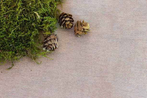 istock Christmas decoration on a neutral copy space background 1290042728