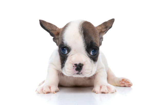 istock french bulldog dog lying down and looking at the camera 1290044834