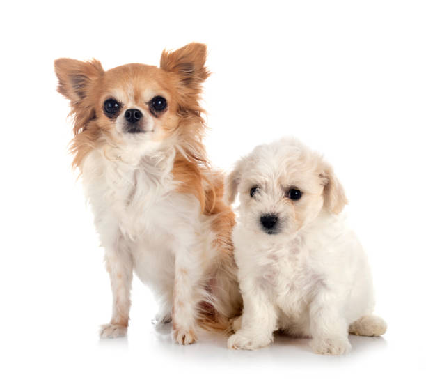 istock young Bichon Frise and chihuahua 1290045399