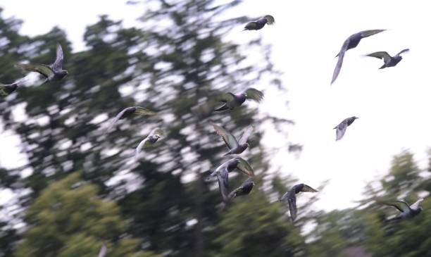 istock pigeon or dove, flying animal 1290045918