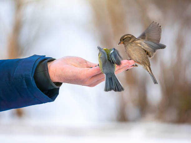 istock A man feeds sparrows and tits from his hand. 1290046053