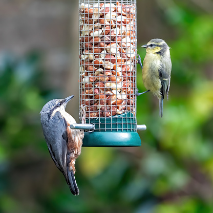 Wood nuthatch, Sitta europaea, and juvenile blue tit, Cyanistes caeruleus, feed from a hanging garden feeder of raw peanuts. Lush foliage background and space for text.