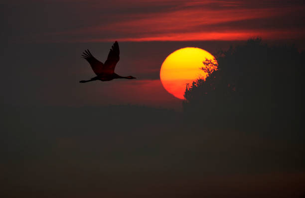 A crane flying in the rays of the setting sun