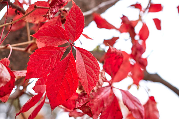 istock Red leaves in autumn 1290052684