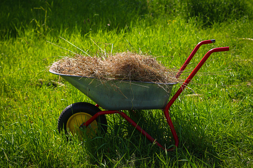 Garden wheelbarrow with hay, mown grass and straw. Wheelbarrow with a yellow wheel and red handles. Gardening tools.