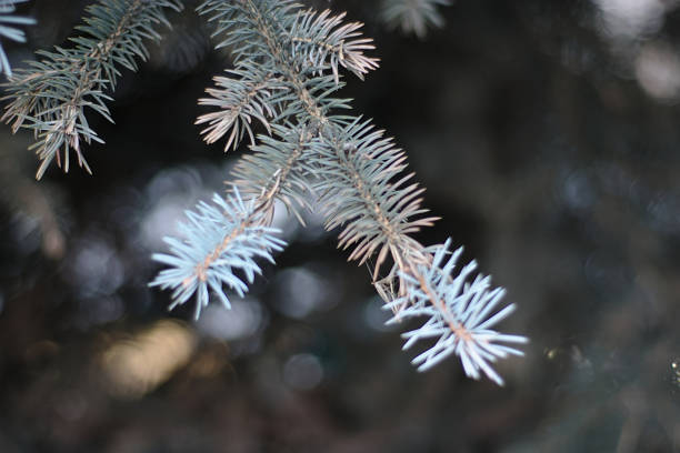 istock spruce branch at the beginning of winter 1290053164