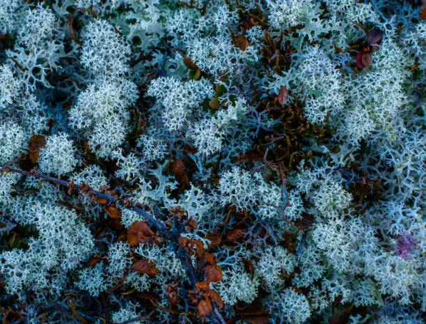 Arctic reindeer lichen growing in the highlands. Close up