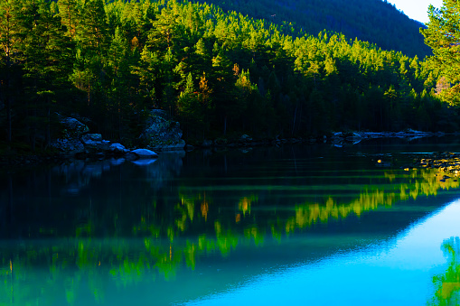A calm serene river flowing through a dense wild pine forest.