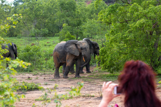 istock Mole National Park Safari, African Elephant in Ghana 1290055738