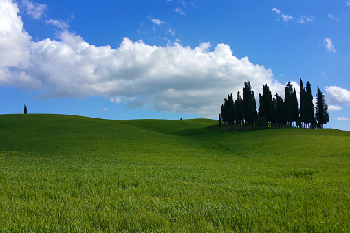 Cypresses of San Quirico d'Orcia on a sunny day in Tuscany.
The cypresses of San Quirico d'Orcia are located on a hill that dominates from the south a stretch of the Via Cassia that crosses the northern part of the municipal territory of San Quirico d'Orcia, in the locality 