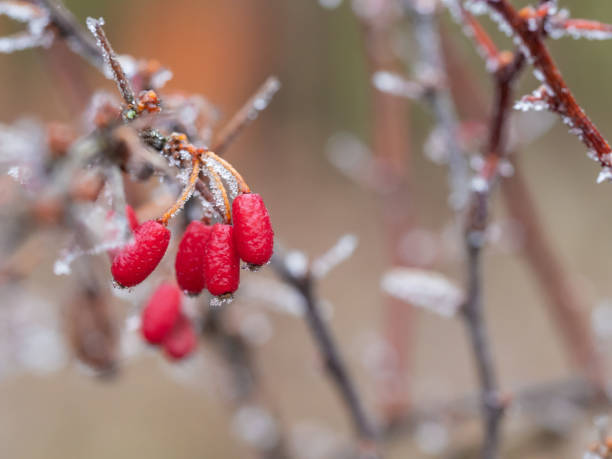 berberis oder berberitzen sträucher mit roten beeren im winter - winter woods frost fragility stock-fotos und bilder