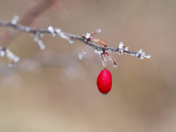 berberis oder berberitzen sträucher mit roten beeren im winter - winter woods frost fragility stock-fotos und bilder