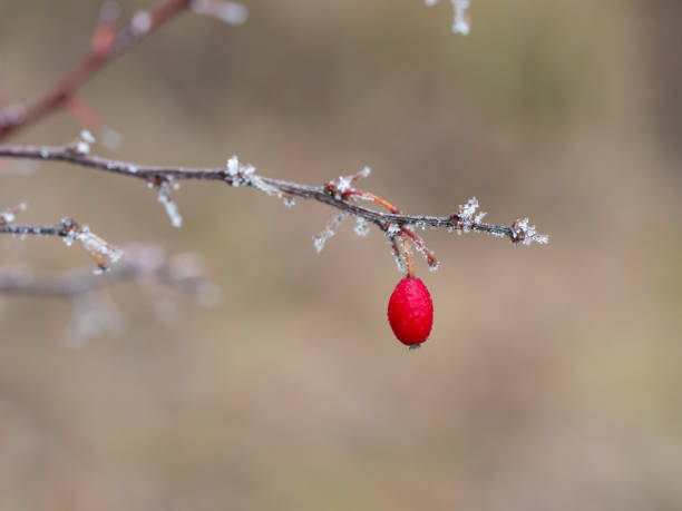 berberis oder berberitzen sträucher mit roten beeren im winter - winter woods frost fragility stock-fotos und bilder