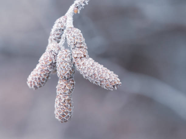 istock Frozen alder (alnus glutinosa) inflorescence in winter with hoarfrost 1290062591