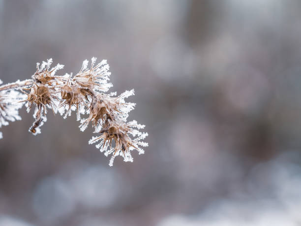 istock Frozen plant in cold winter 1290062593