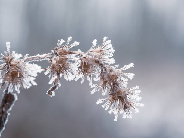 istock Frozen plant in cold winter 1290062594
