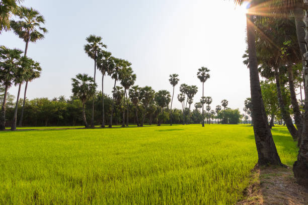 istock Coconut trees or palm trees in the rice fields and morning sun 1290063266