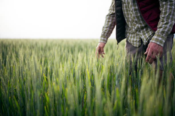 istock Farmer Checking Quality Of His Wheat Crop Plants. 1290063624