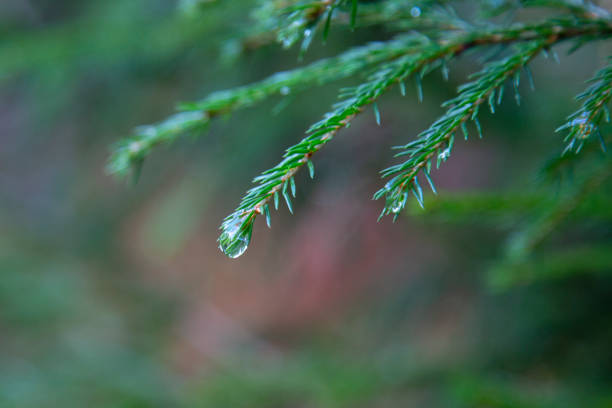 Spruce tree after the rain. A bright evergreen pine tree green needles branches with rain drops. Fir-tree with dew, conifer, spruce close up, blurred background.