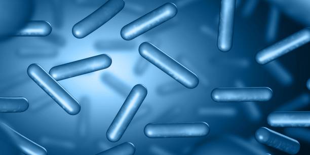 probiotika. wiederherstellung der darmflora. blaue farbe. lactobacillus. - anaerobic stock-fotos und bilder