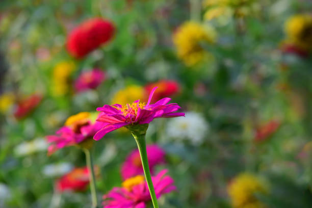 istock The multicolored flowers that were blooming were refreshing. 1290064772