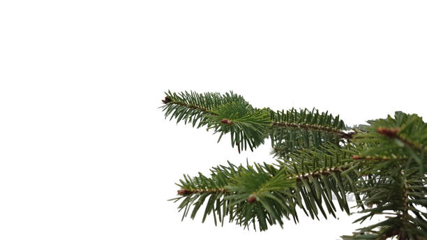 istock fir firs branh isolated for natural  background 1290064865