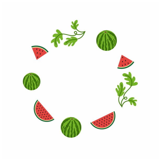 Photo frame National watermelon day in the United States. Round photo frame with watermelon, watermelon slice and leaves. Design of the summer fruit festival and watermelon festival. Vector illustration vine watermelon stock illustrations