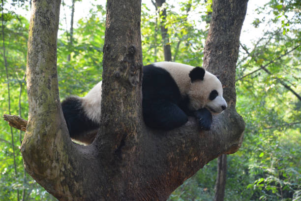 istock a giant panda take snap on the tree 1290066115