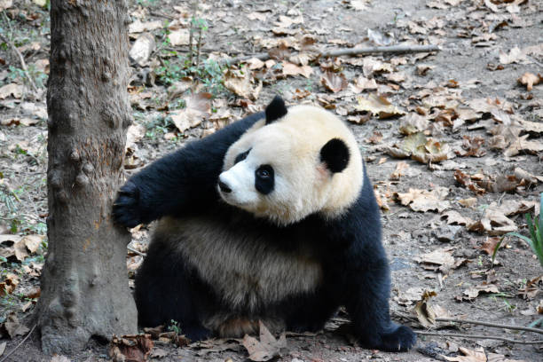 istock a giant panda play beside the tree 1290066127