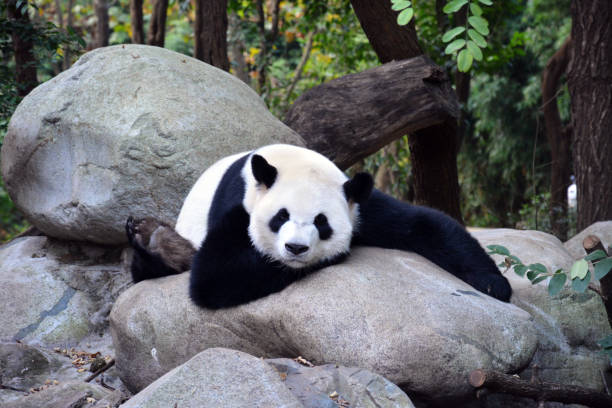 大きなジャイアントパンダは大きな岩の上にス�ナップを取ります - panda giant panda china eating ストックフォトと画像