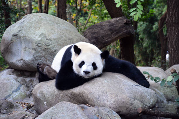 istock big giant panda take snap on the big rock 1290066331