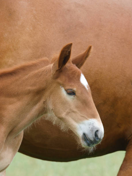 istock Rare Breed Foal Head Shot 1290067868