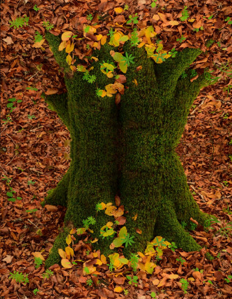 forest photography with a mirror to achieve an abstract result