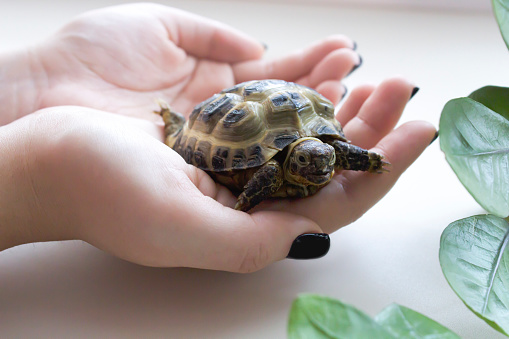 Little turtle on the hands of a girl