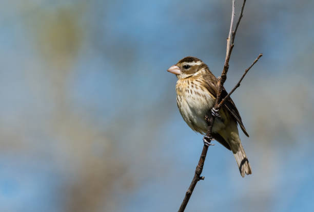 istock Female Red Breasted Grosbeak in Early Spring 1290069908