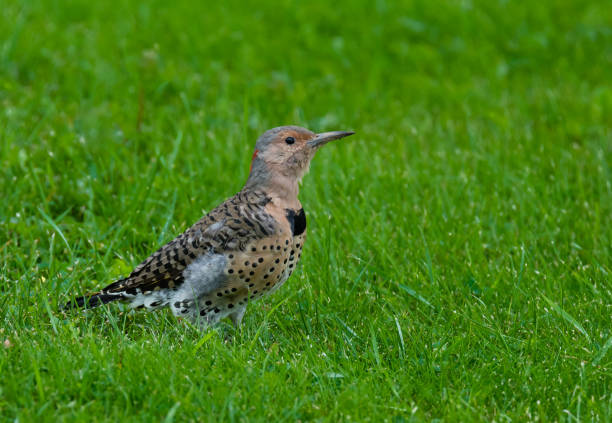 The northern flicker is foraging in the green summer meadow.