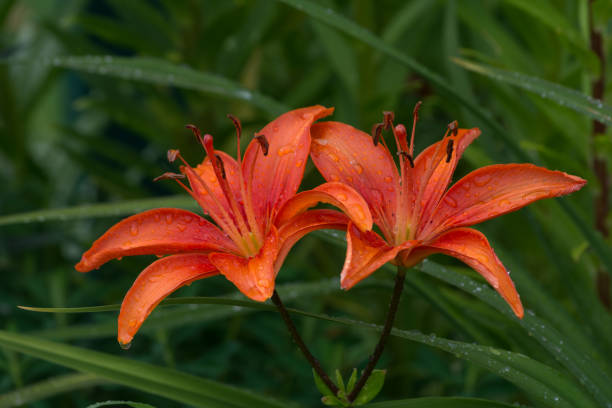 istock Brilliant Orange Lilies on Green Background 1290070028
