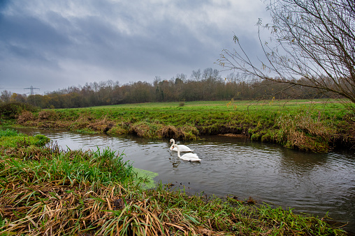 Two swans swim along the River Blackwater as it flows through Hawley Meadow, Blackwater Valley, Camberley. The open space is a traditional floodplain meadow.
