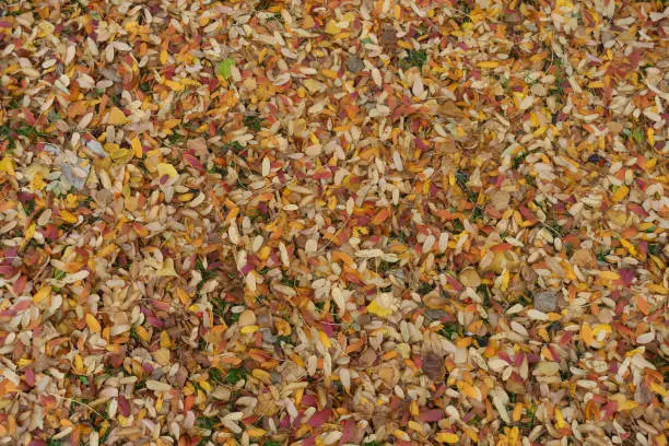 Bright and colorful fallen leaves of rowan on the ground in October