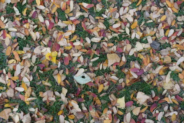 Red, brown and yellow fallen leaves of rowan on the ground in October