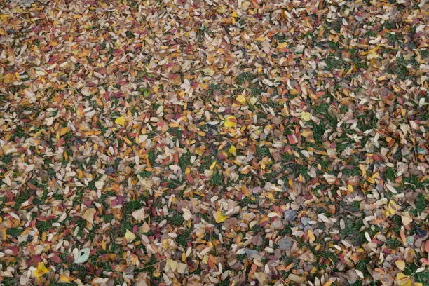 Multicolored fallen leaves of rowan covering the ground in October