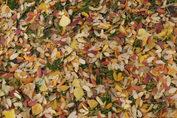 Cover of multicolored fallen leaves of rowan in the ground in October