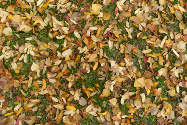 Colorful fallen leaves of rowan on the ground in October