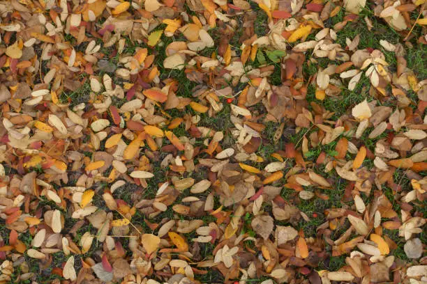 Top view of fallen leaves of rowan on the ground in October