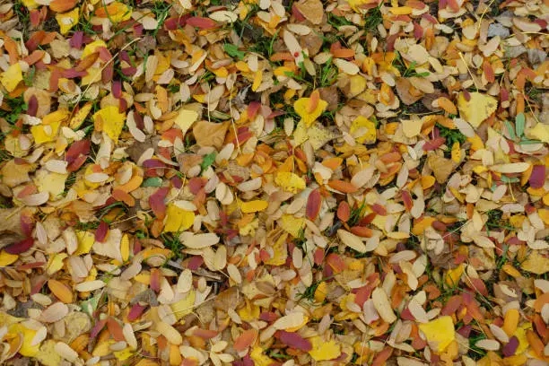 Yellow and red fallen leaves of rowan on the ground in October