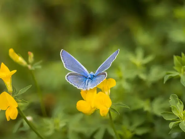 View from behind of a butterfly (blue) sitting on a meadow on a flowering plant.