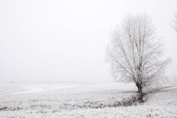 istock Solitary tree in a frozen winter landscape 1290071779