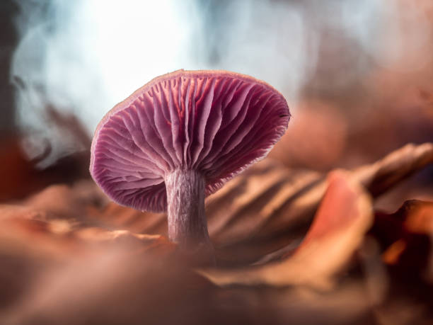 istock Single violet mushroom in the natural forest whose cap is illuminated by sunlight. 1290072597