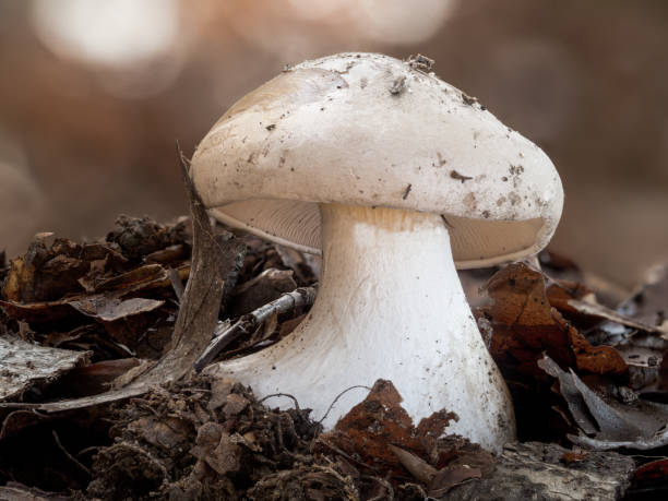 istock A single white mushroom in its natural environment. 1290072712