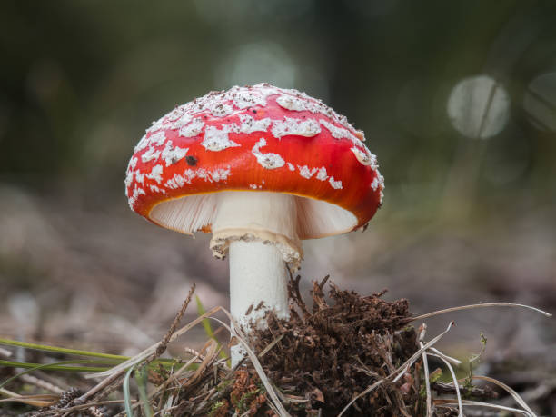 istock A toadstool with a red cap photographed in its natural environment. 1290072792